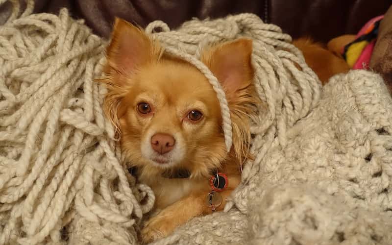 Nombres para Perros Pequeños